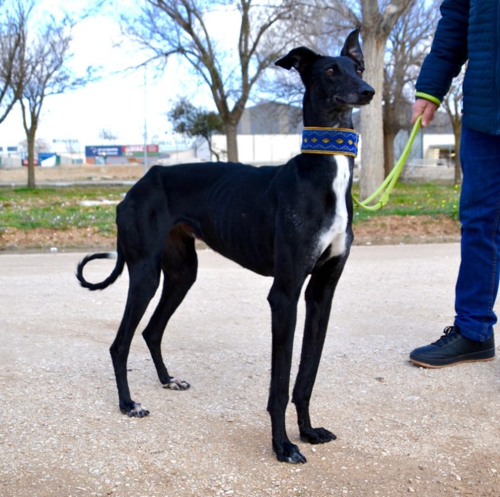 Photo de KANA, un lévrier en attente d adoption