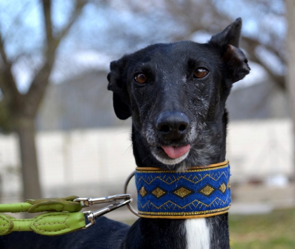 Photo de KANA, un lévrier en attente d adoption