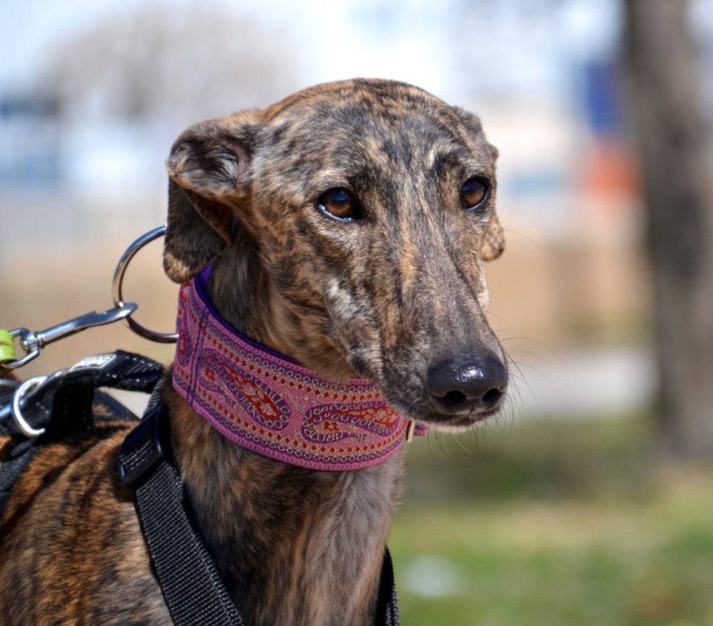 Photo de KEILA, un lévrier en attente d adoption