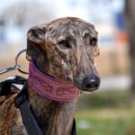 Photo de KEILA, un lévrier à adopté