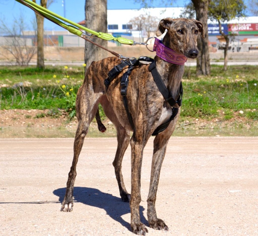 Photo de KEILA, un lévrier en attente d adoption