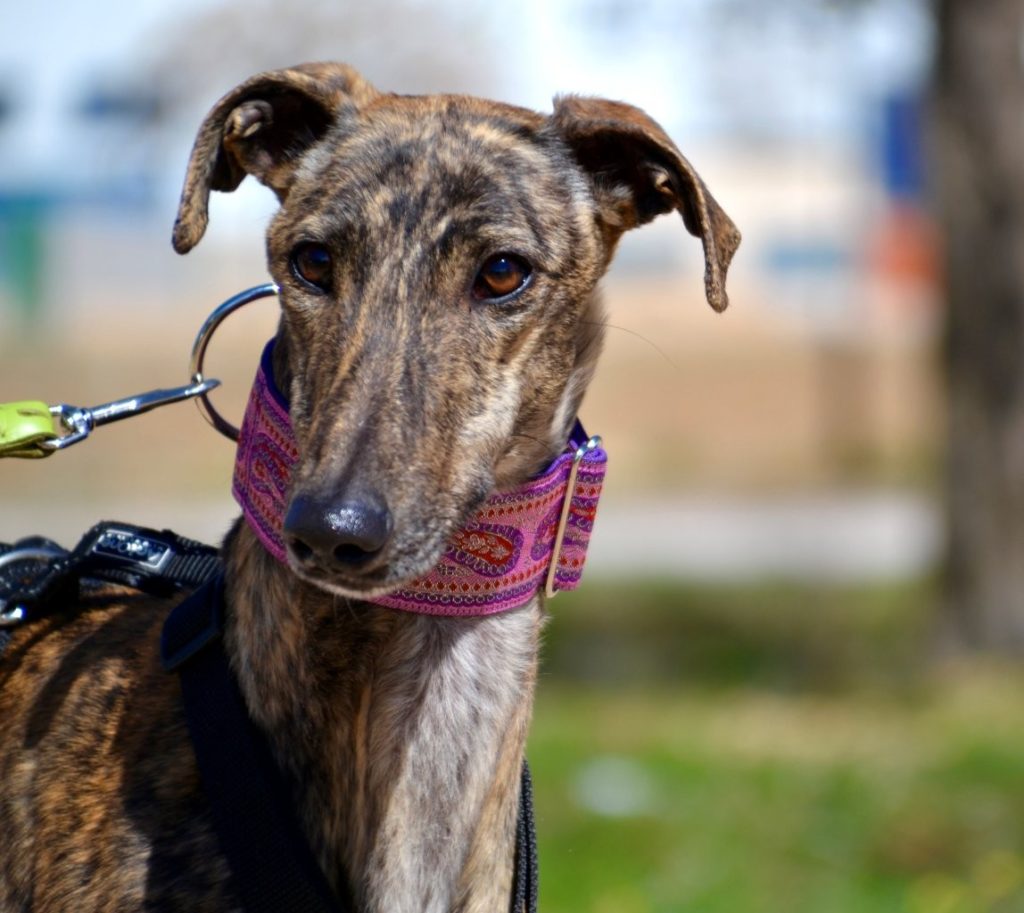 Photo de KEILA, un lévrier en attente d adoption