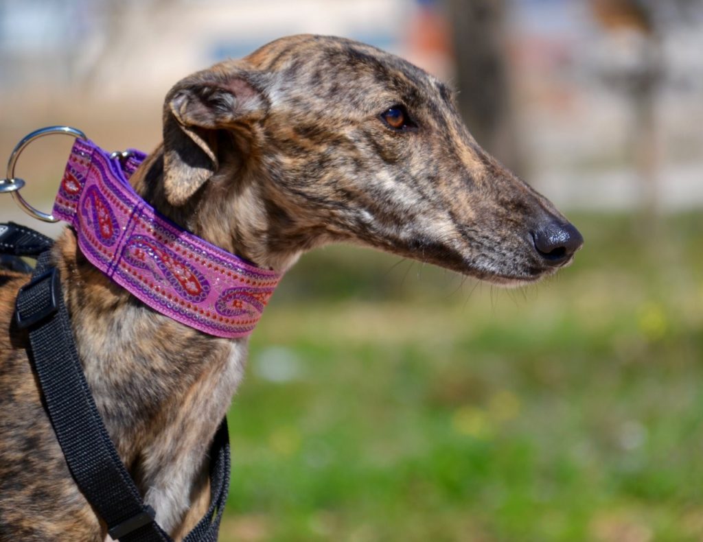 Photo de KEILA, un lévrier en attente d adoption