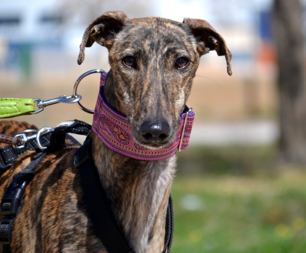 Photo de KEILA, un lévrier en attente d adoption
