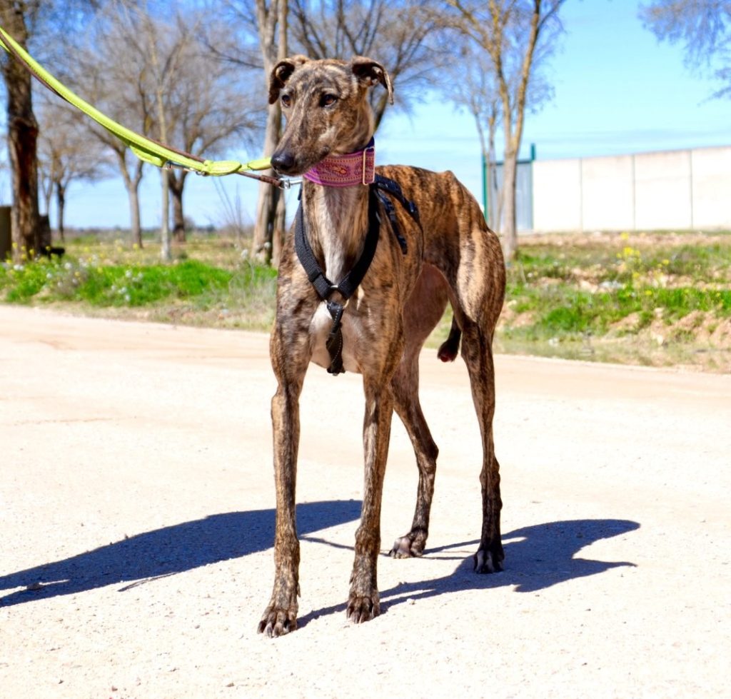 Photo de KEILA, un lévrier en attente d adoption