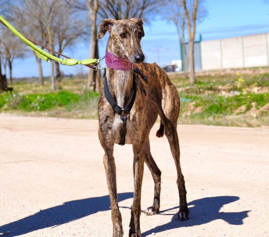 Photo de KEILA, un lévrier en attente d adoption