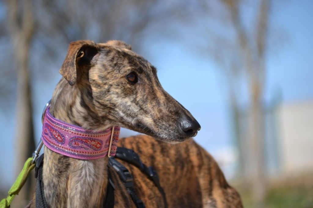 Photo de KEILA, un lévrier en attente d adoption