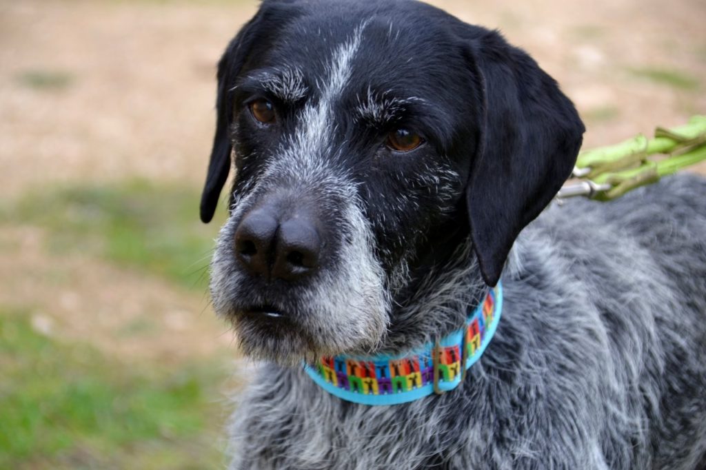 Photo de ROMEO, un lévrier en attente d adoption