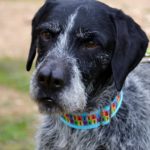 Photo de ROMEO, un lévrier à adopté