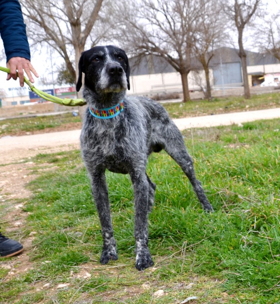 Photo de ROMEO, un lévrier en attente d adoption