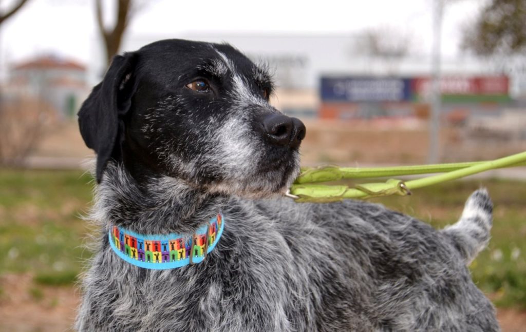 Photo de ROMEO, un lévrier en attente d adoption