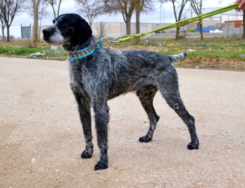 Photo de ROMEO, un lévrier en attente d adoption