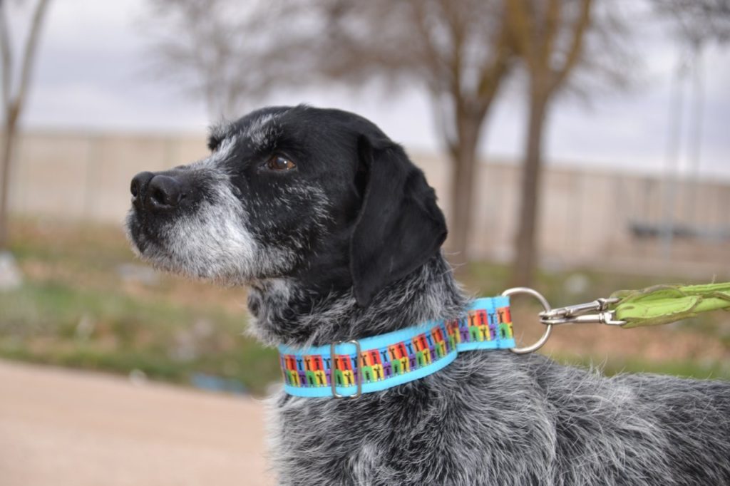 Photo de ROMEO, un lévrier en attente d adoption