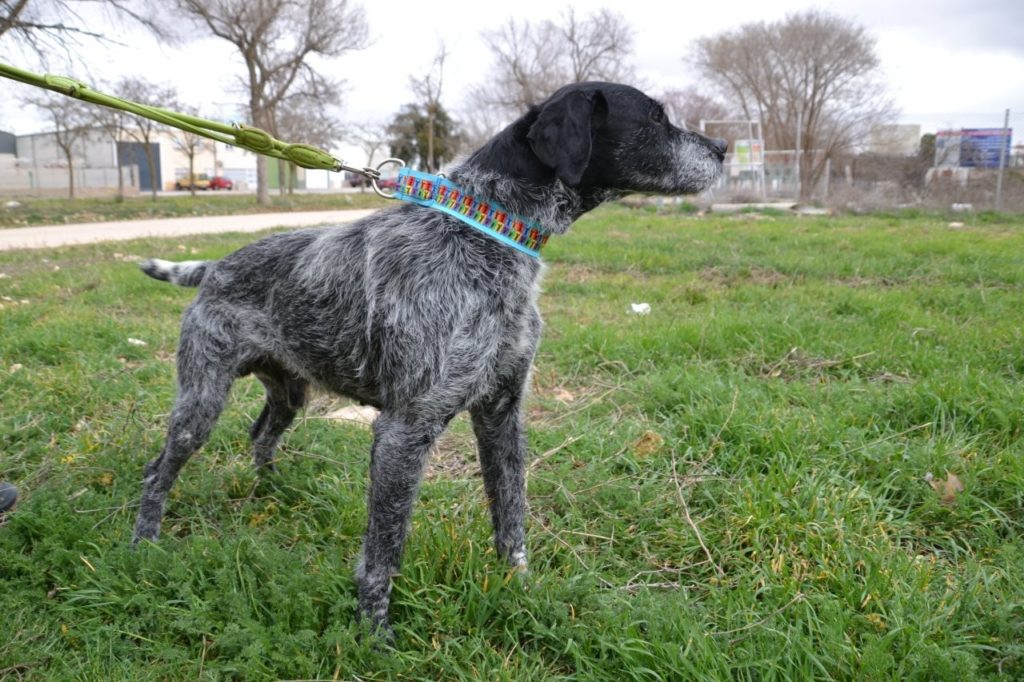 Photo de ROMEO, un lévrier en attente d adoption