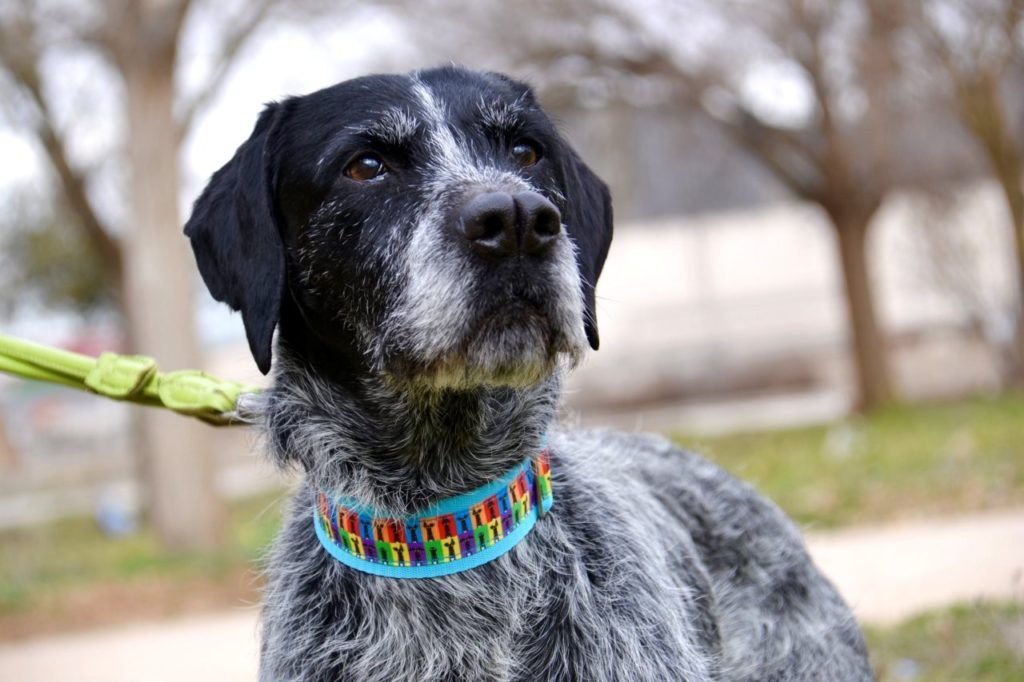 Photo de ROMEO, un lévrier en attente d adoption