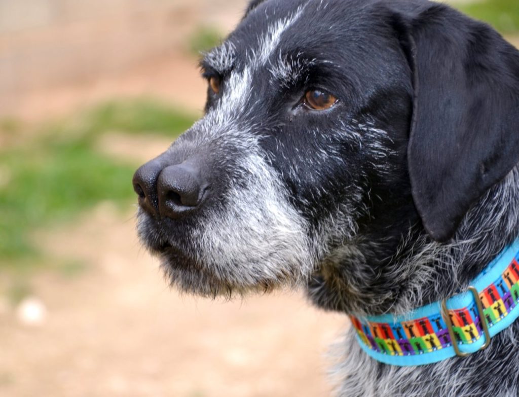 Photo de ROMEO, un lévrier en attente d adoption
