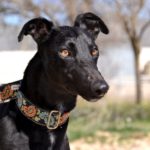 Photo de ROMERO, un lévrier à adopté