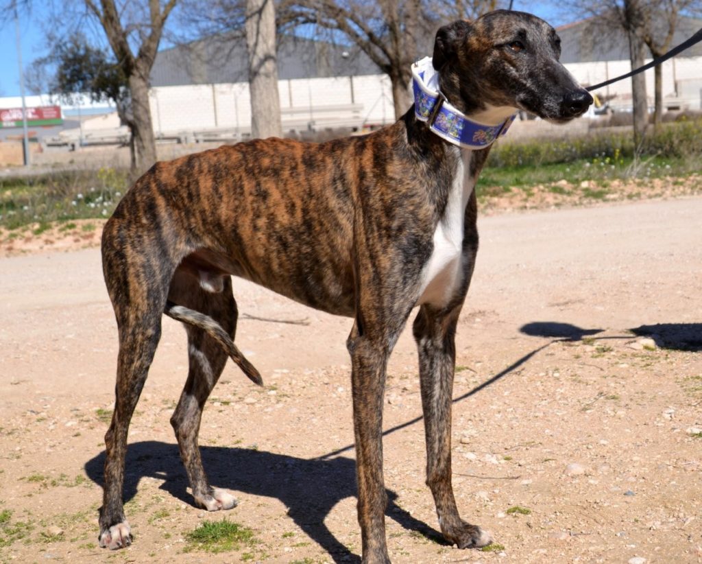 Photo de SEVILLANO, un lévrier en attente d adoption