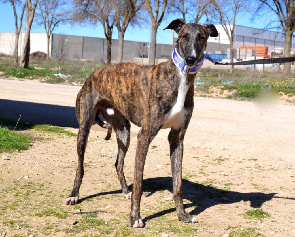 Photo de SEVILLANO, un lévrier en attente d adoption