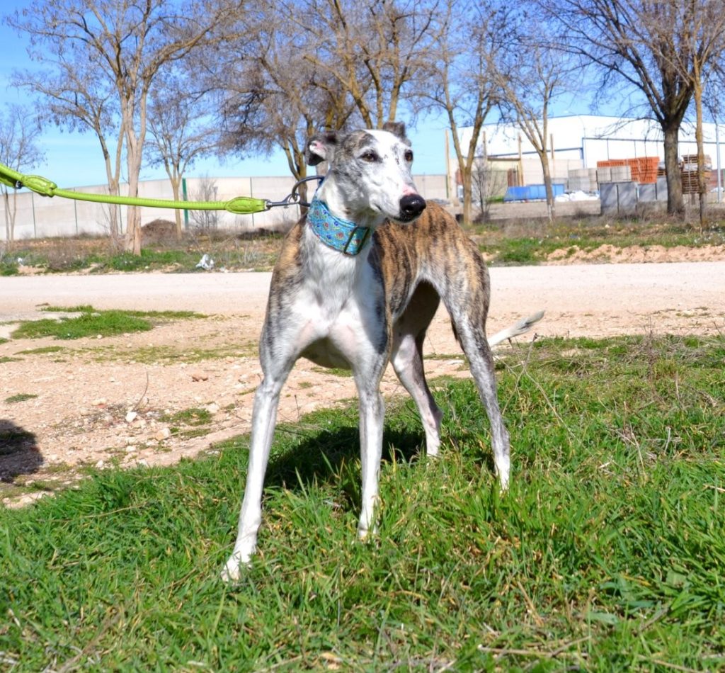 Photo de VALERIA, un lévrier en attente d adoption
