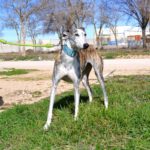 Photo de VALERIA, un lévrier à adopté