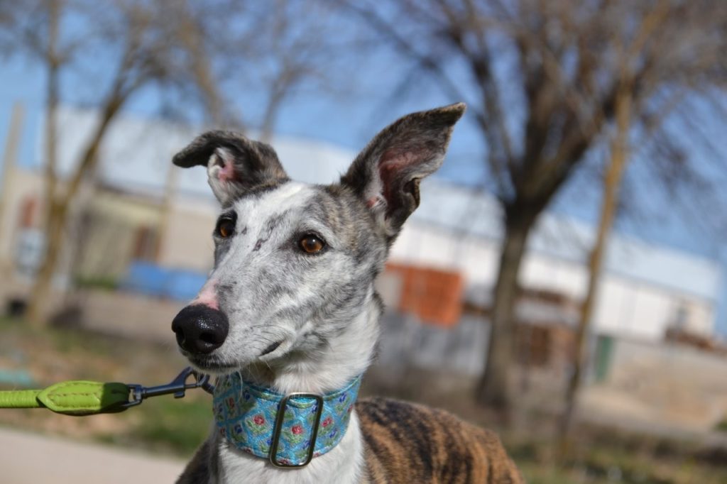 Photo de VALERIA, un lévrier en attente d adoption
