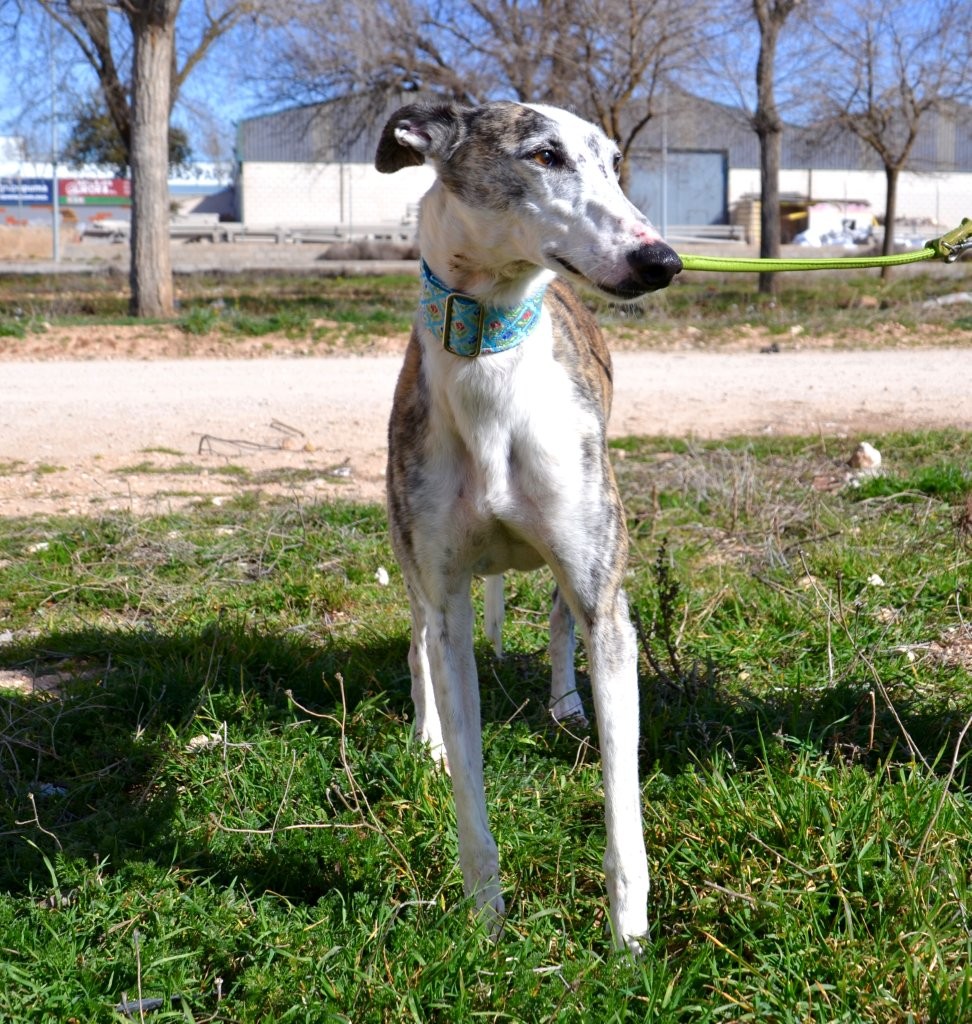 Photo de VALERIA, un lévrier en attente d adoption