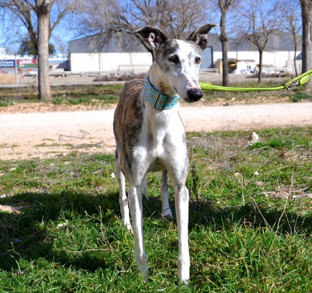 Photo de VALERIA, un lévrier en attente d adoption