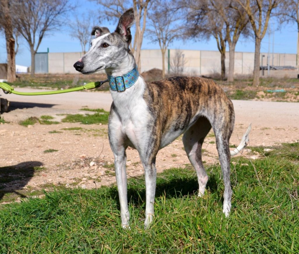 Photo de VALERIA, un lévrier en attente d adoption