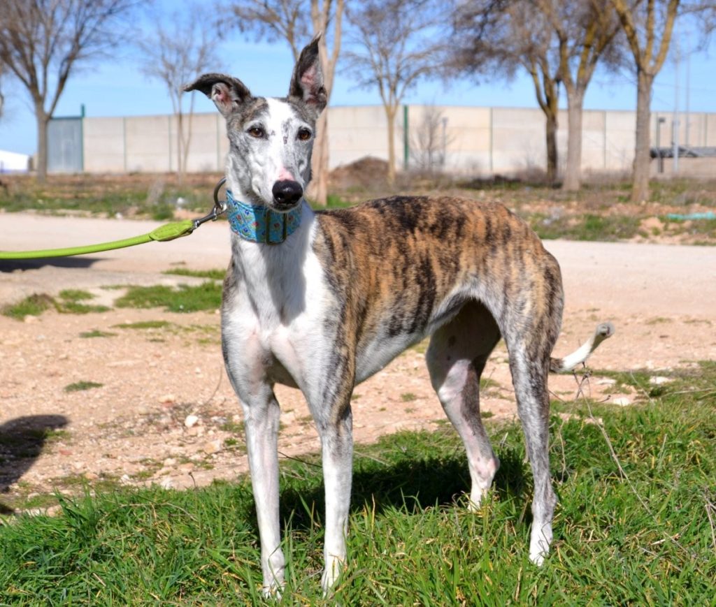 Photo de VALERIA, un lévrier en attente d adoption