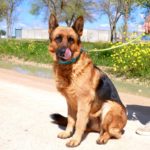 Photo de AYANA, un lévrier à adopté