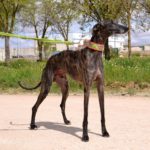 Photo de CHAMAN, un lévrier à adopté
