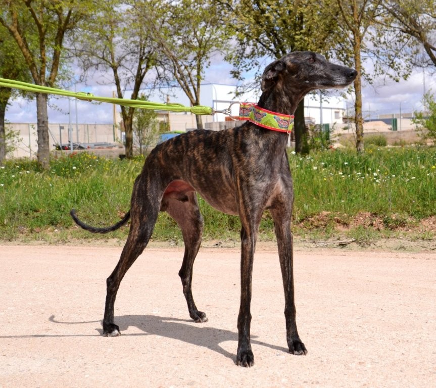 Photo de CHAMAN, un lévrier en attente d adoption