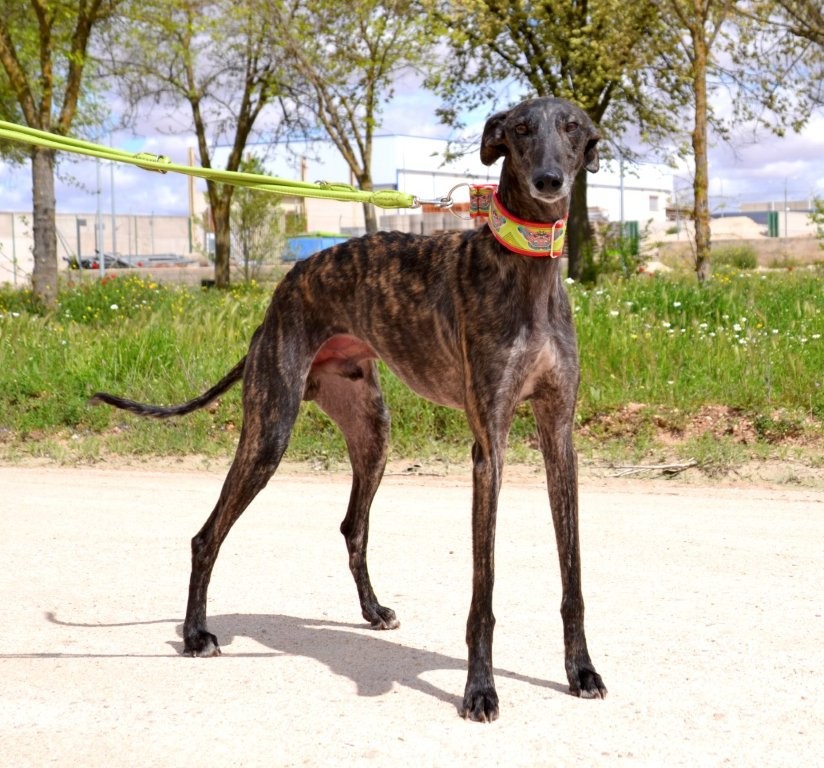 Photo de CHAMAN, un lévrier en attente d adoption