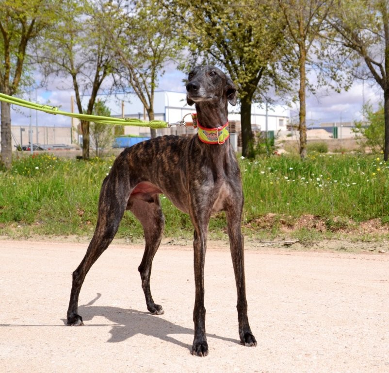 Photo de CHAMAN, un lévrier en attente d adoption