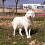 Photo de EVERETS, un lévrier à adopté