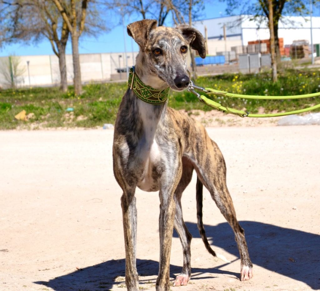 Photo de FABIOLA, un lévrier en attente d adoption