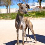 Photo de FABIOLA, un lévrier à adopté