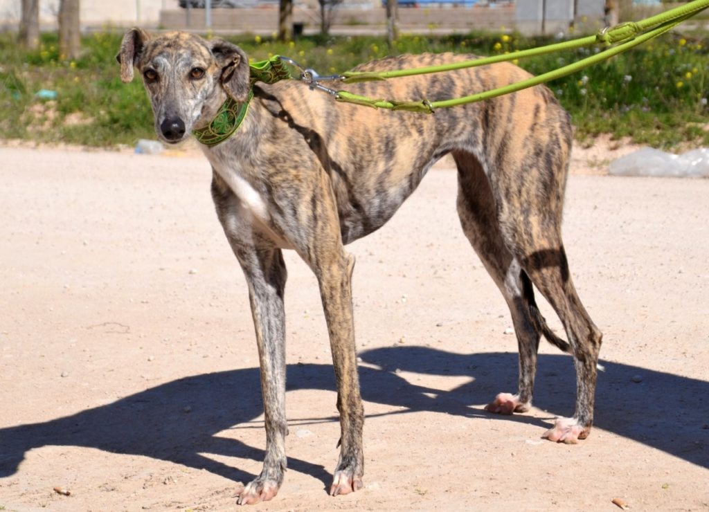 Photo de FABIOLA, un lévrier en attente d adoption