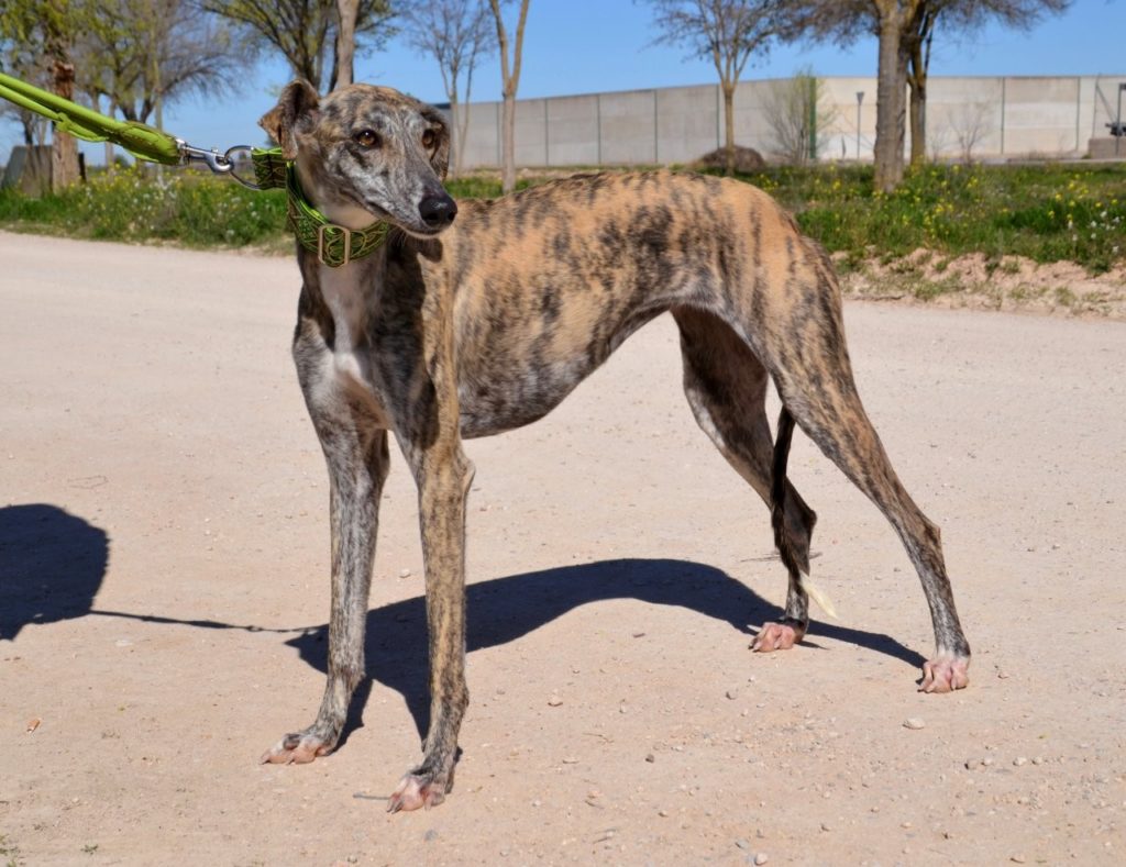Photo de FABIOLA, un lévrier en attente d adoption