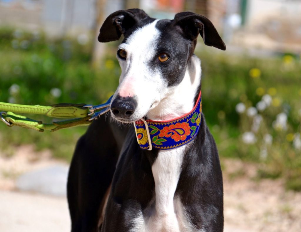 Photo de GLADYS, un lévrier en attente d adoption