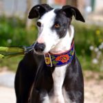 Photo de GLADYS, un lévrier à adopté
