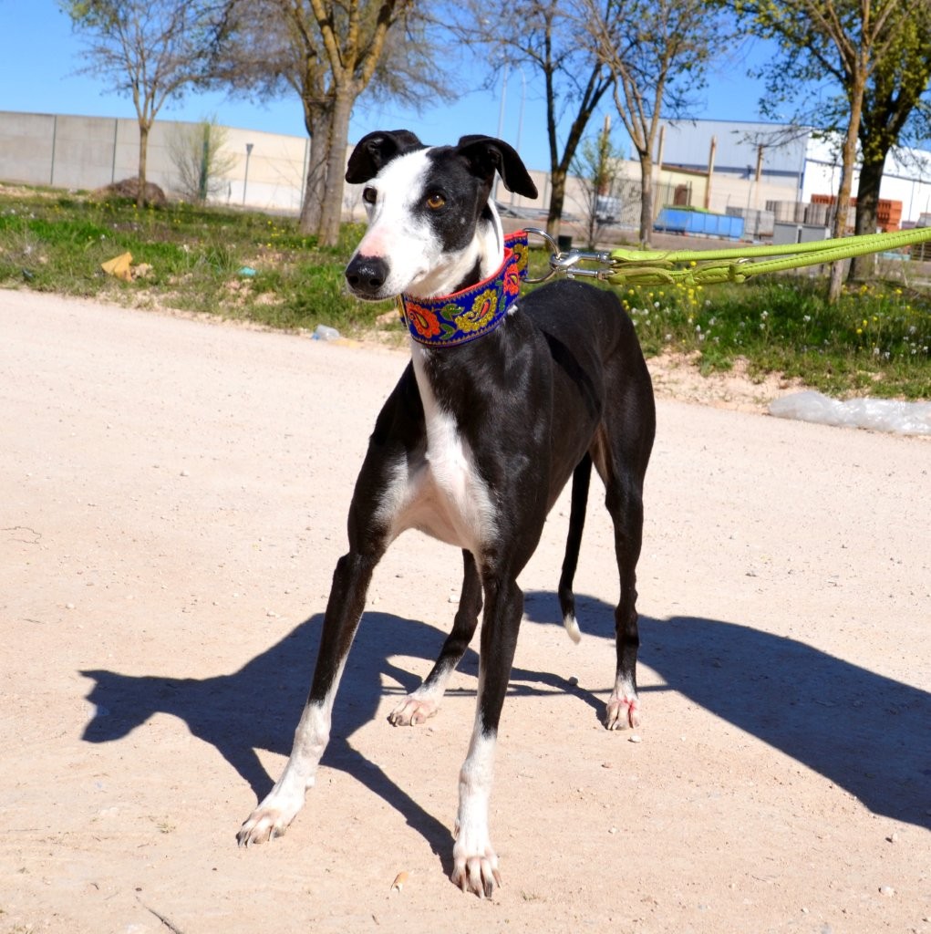 Photo de GLADYS, un lévrier en attente d adoption