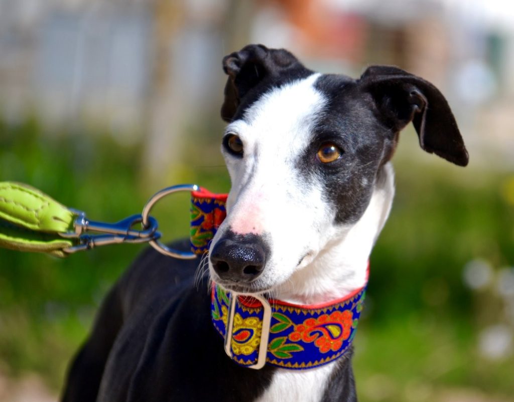 Photo de GLADYS, un lévrier en attente d adoption