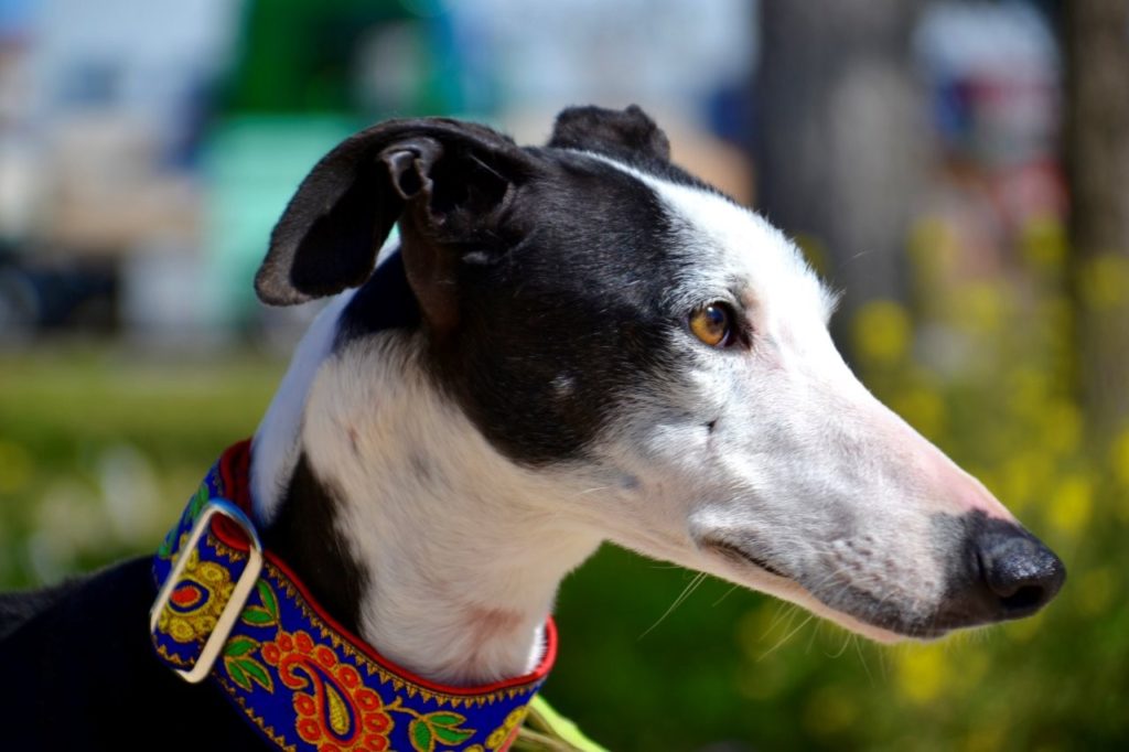 Photo de GLADYS, un lévrier en attente d adoption