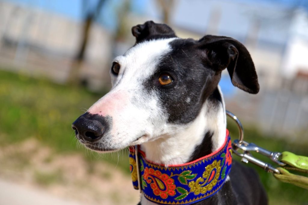 Photo de GLADYS, un lévrier en attente d adoption