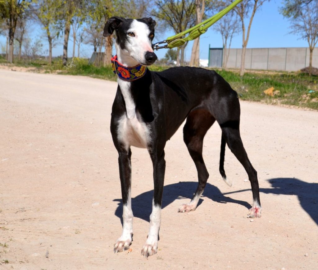 Photo de GLADYS, un lévrier en attente d adoption