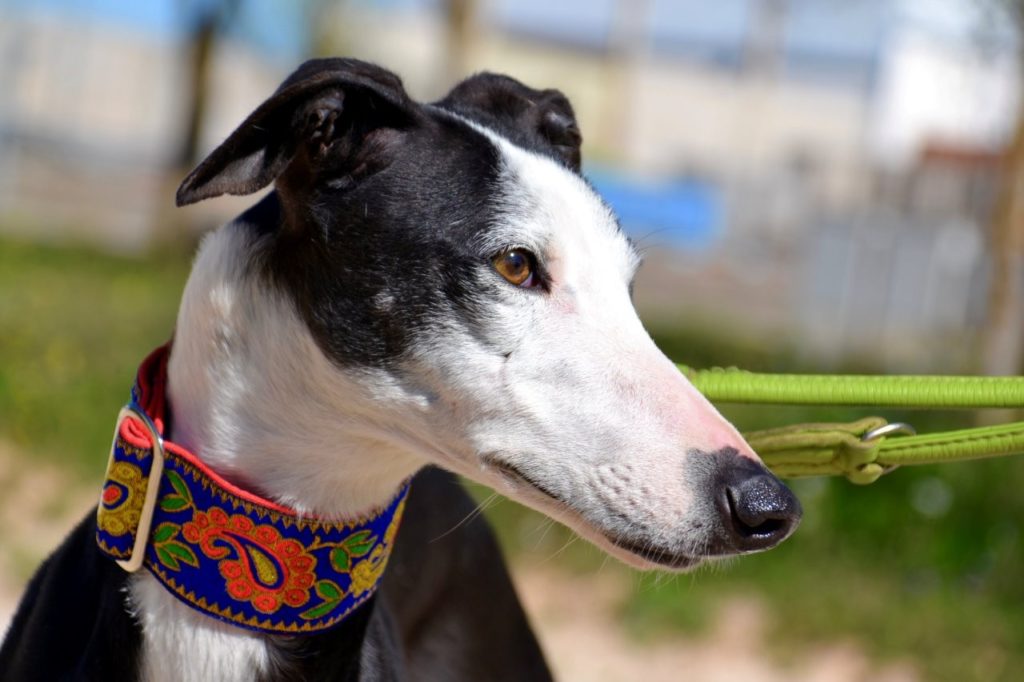 Photo de GLADYS, un lévrier en attente d adoption