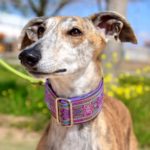 Photo de GOMINOLA, un lévrier à adopté