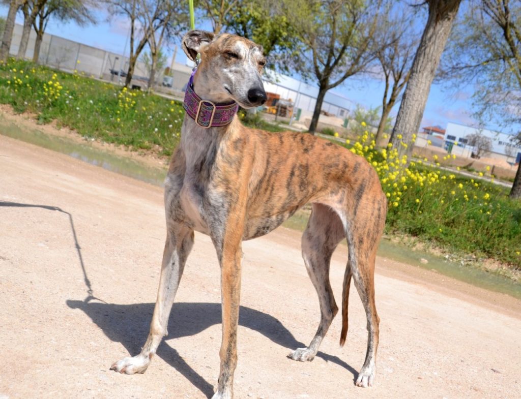 Photo de GOMINOLA, un lévrier en attente d adoption